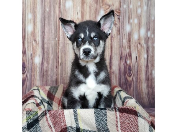 Siberian Husky DOG Male Black/White 16611 Petland Fairfield, Ohio