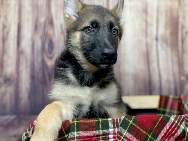 German Shepherd Dog DOG Female Black / Tan 16633 Petland Fairfield, Ohio