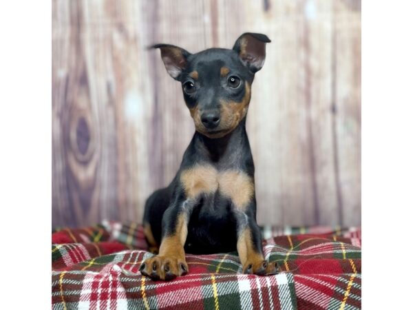 Miniature Pinscher DOG Female Black / Tan 16632 Petland Fairfield, Ohio