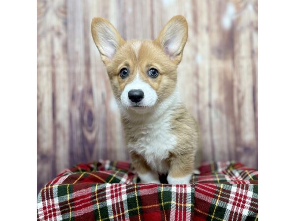 Pembroke Welsh Corgi DOG Female Sable / White 16631 Petland Fairfield, Ohio