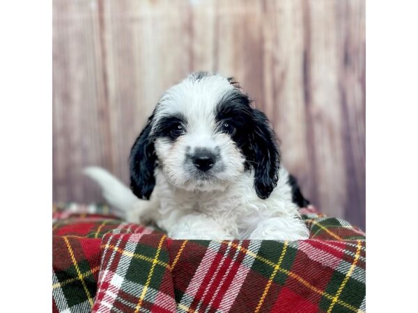 Cavachon DOG Male Black/White 16630 Petland Fairfield, Ohio