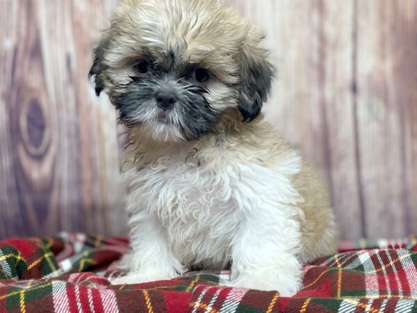 Shih Tzu DOG Male Gold/White 16629 Petland Fairfield, Ohio