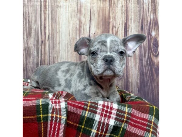 Frenchton DOG Male Blue Merle 16628 Petland Fairfield, Ohio