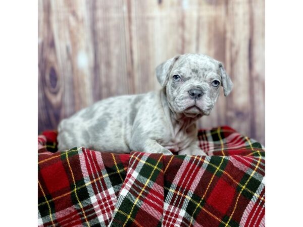 Frenchton DOG Male Blue Merle Strip 16627 Petland Fairfield, Ohio