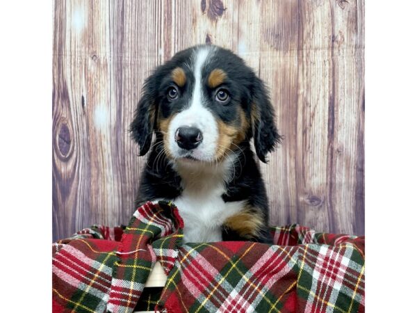 Bernese Mountain Dog DOG Female Black Tri 16625 Petland Fairfield, Ohio