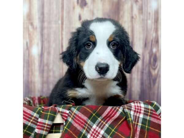 Bernese Mountain Dog-DOG-Male-Black Tri-16624-Petland Fairfield, Ohio