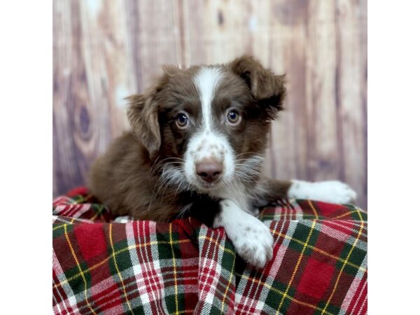 Miniature Australian Shepherd DOG Male Red / White 16603 Petland Fairfield, Ohio