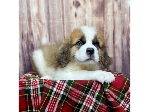 Saint Bernard DOG Male Brown / White 16609 Petland Fairfield, Ohio