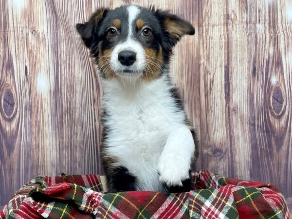 Australian Shepherd DOG Female Black White / Tan 16597 Petland Fairfield, Ohio