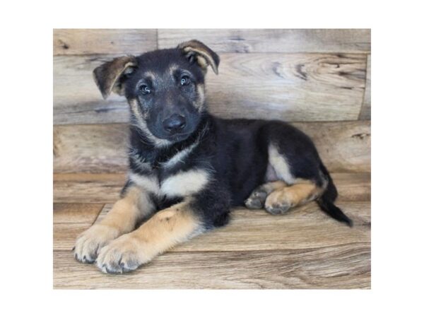 German Shepherd Dog DOG Male Black / Tan 16641 Petland Fairfield, Ohio