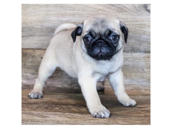 Pug DOG Female Fawn 16640 Petland Fairfield, Ohio