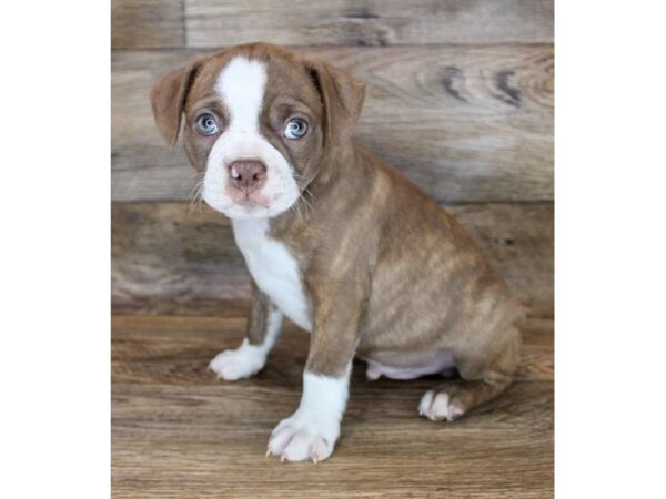 Boston Terrier DOG Male Seal Brindle / White 16639 Petland Fairfield, Ohio