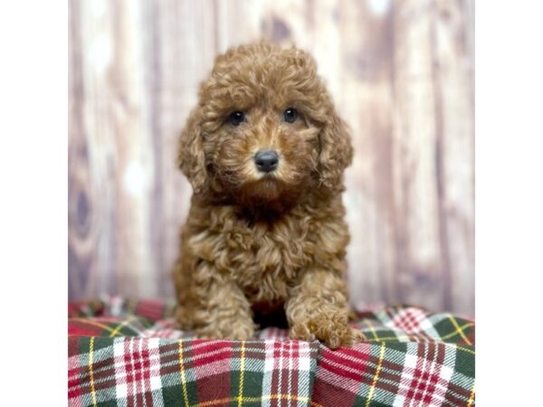 Irishdoodle Mini DOG Male Red 16634 Petland Fairfield, Ohio