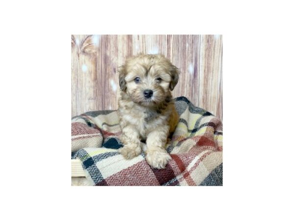 Havapoo-DOG-Male-Brown-16636-Petland Fairfield, Ohio