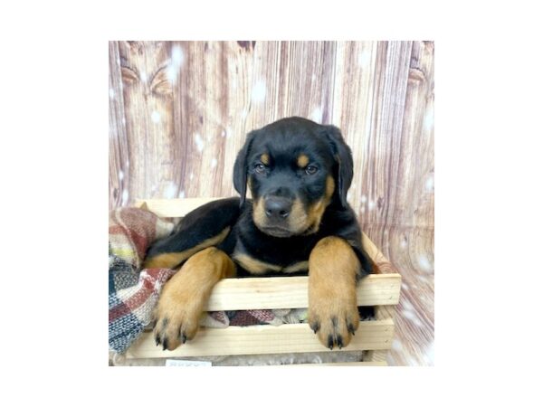 Rottweiler DOG Male Black/Rust 16638 Petland Fairfield, Ohio