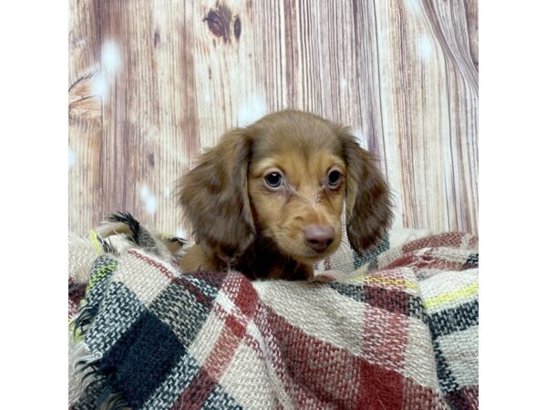 Dachshund-DOG-Female-Wild Boar-16650-Petland Fairfield, Ohio