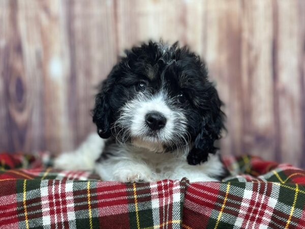 Cavachon-DOG-Male-Black/White-16623-Petland Fairfield, Ohio