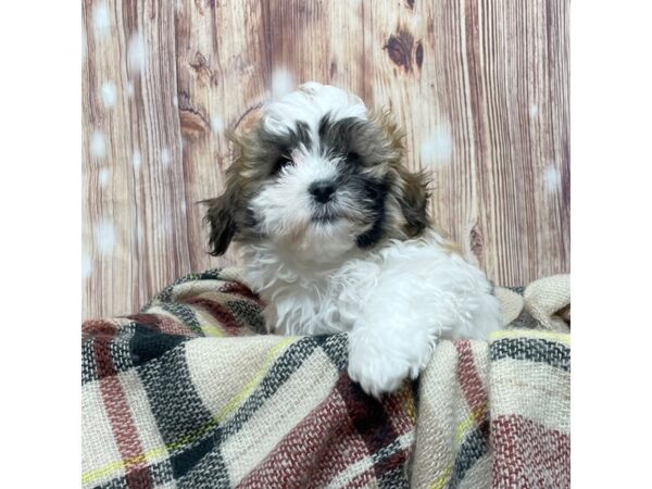 Shichon-DOG-Female-Brown/White-16635-Petland Fairfield, Ohio