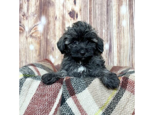 Maltipoo-DOG-Male-Blue Merle-16643-Petland Fairfield, Ohio