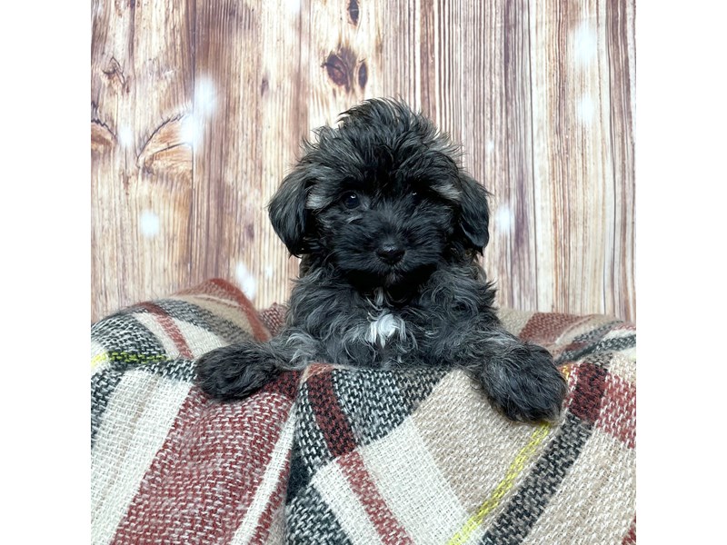 Merle maltipoo sales