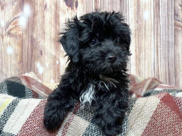 Maltipoo DOG Male Black 16644 Petland Fairfield, Ohio