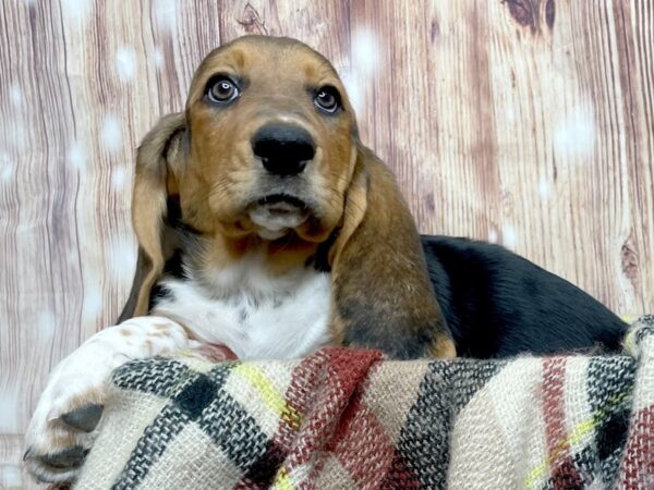 Basset Hound DOG Male Black Tan / White 16645 Petland Fairfield, Ohio