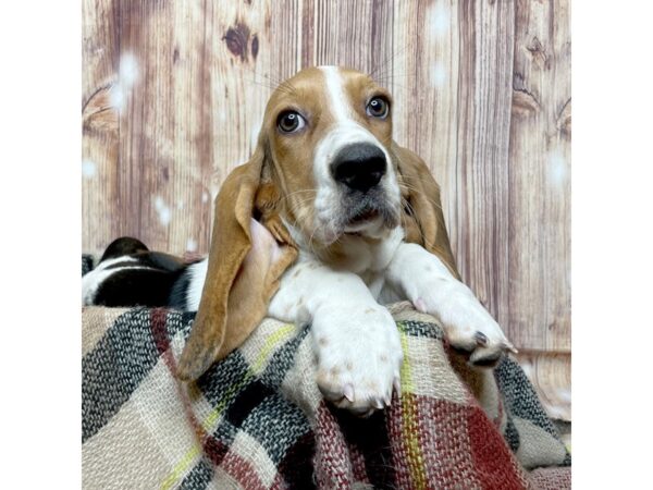 Basset Hound DOG Female Black Tan / White 16646 Petland Fairfield, Ohio