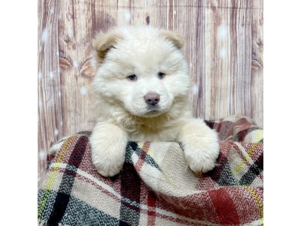 Chow Chow DOG Male Cream 16647 Petland Fairfield, Ohio