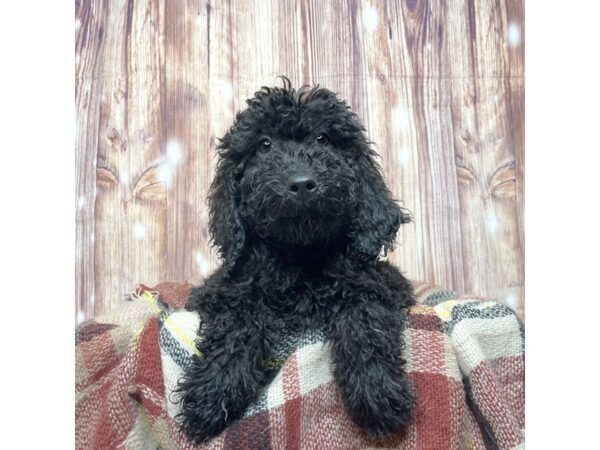 Poodle/Goldendoodle-DOG-Male-Black-16648-Petland Fairfield, Ohio