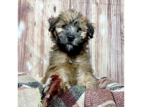 Soft Coated Wheaten Terrier DOG Male Wheaten 16651 Petland Fairfield, Ohio