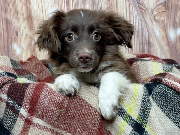 Miniature Australian Shepherd DOG Male Red / White 16652 Petland Fairfield, Ohio