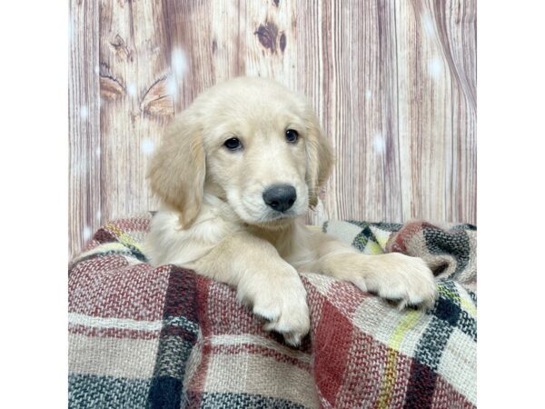 Golden Retriever DOG Male Golden 16653 Petland Fairfield, Ohio