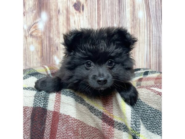 Pomeranian DOG Female Black 16655 Petland Fairfield, Ohio