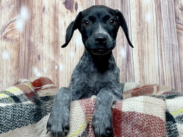 German Shorthair Pointer-DOG-Male-Blue Merle-16656-Petland Fairfield, Ohio