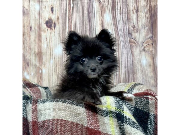 Pomeranian/American Eskimo-DOG-Female-Black / White-16657-Petland Fairfield, Ohio