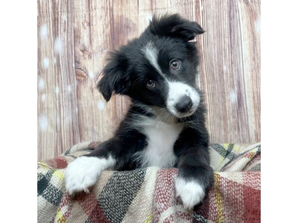 Australian Shepherd DOG Female Black White / Tan 16659 Petland Fairfield, Ohio