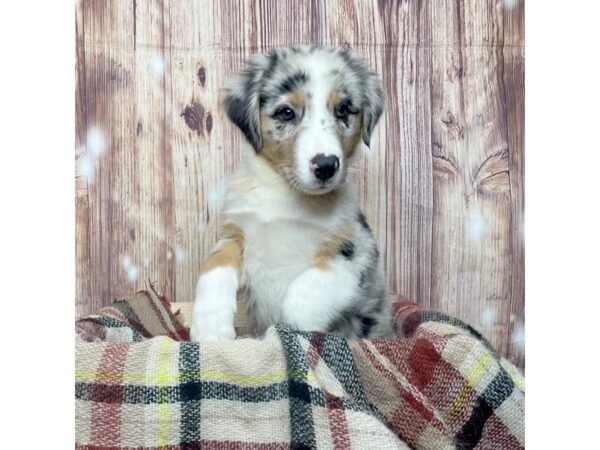 Australian Shepherd DOG Male Blue Merle 16661 Petland Fairfield, Ohio