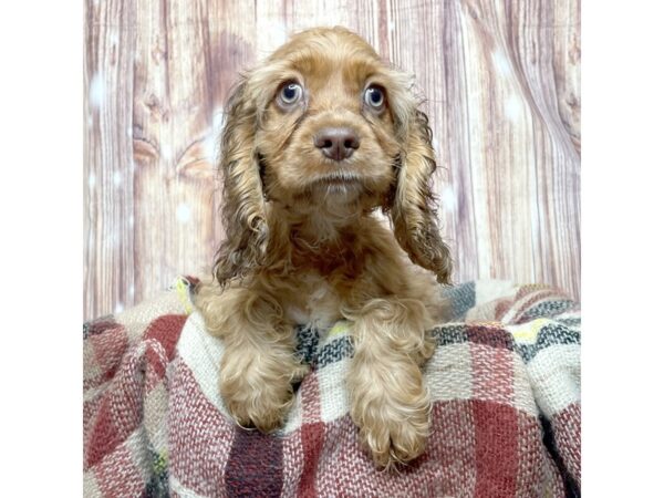 Cockapoo-DOG-Male-Chocolate Sable-16649-Petland Fairfield, Ohio