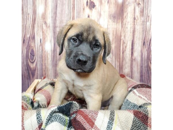 English Mastiff DOG Male Light Apricot 16666 Petland Fairfield, Ohio