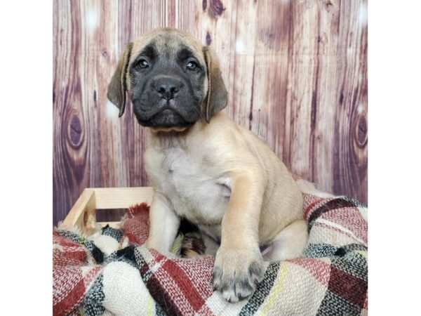 English Mastiff DOG Male Light Apricot 16665 Petland Fairfield, Ohio