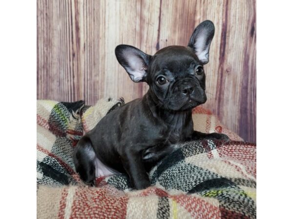 Frenchton DOG Female Black Brindle 16664 Petland Fairfield, Ohio