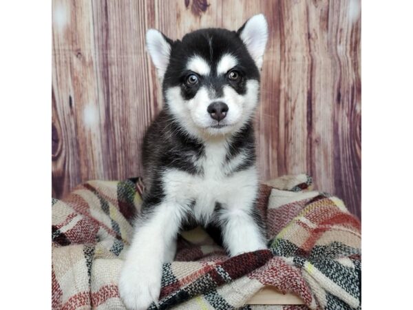 Pomsky DOG Male Black/White 16663 Petland Fairfield, Ohio