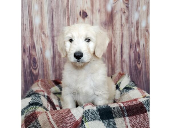 F2B Goldendoodle-DOG-Male-Cream-16679-Petland Fairfield, Ohio