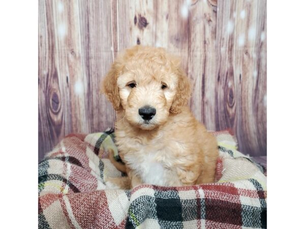 F2B Goldendoodle-DOG-Male-Red-16678-Petland Fairfield, Ohio