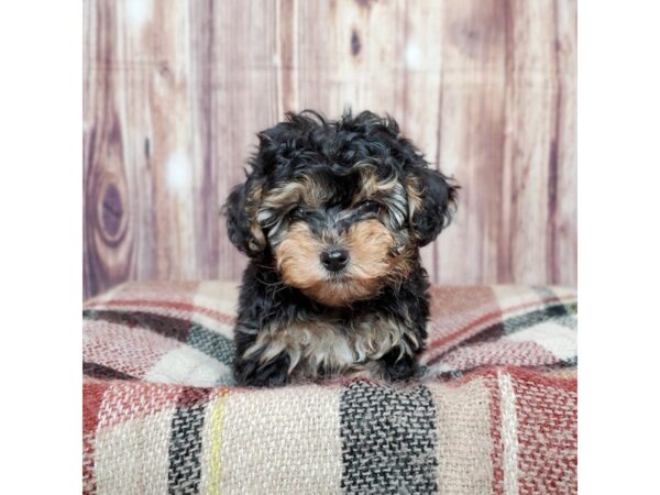 Yorkiepoo DOG Female Black/Tan 16677 Petland Fairfield, Ohio