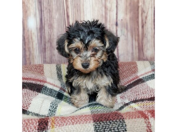 Yorkiepoo DOG Male Black/Tan 16676 Petland Fairfield, Ohio