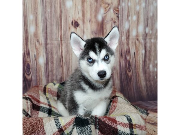 Siberian Husky-DOG-Female-Black/White-16675-Petland Fairfield, Ohio