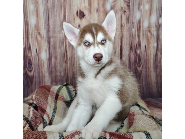 Siberian Husky DOG Male Red/White 16674 Petland Fairfield, Ohio