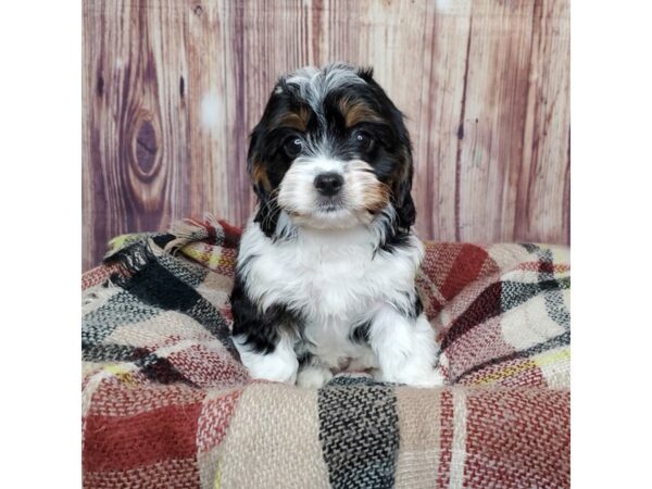 Cavapoo DOG Female Black Tri 16673 Petland Fairfield, Ohio