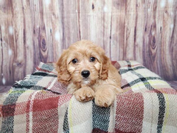 Cavapoo DOG Male Ruby 16672 Petland Fairfield, Ohio